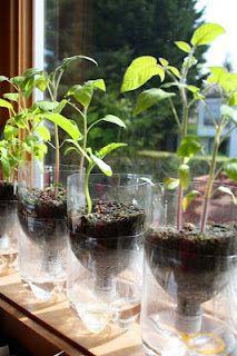 Faire de petites plantations